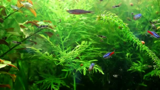 Exotische Fische im Aquarium — Stockvideo