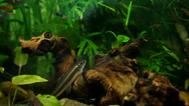 Exotische vissen in het aquarium — Stockvideo