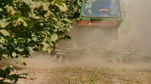 Høst Hasselnødder Den Store Plante Med Særlige Maskiner Video Clip – Stock-video