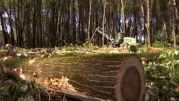 Falling Tree Cutting Forests Modern Machinery Preparing Firewood Winter Video — Stock Video