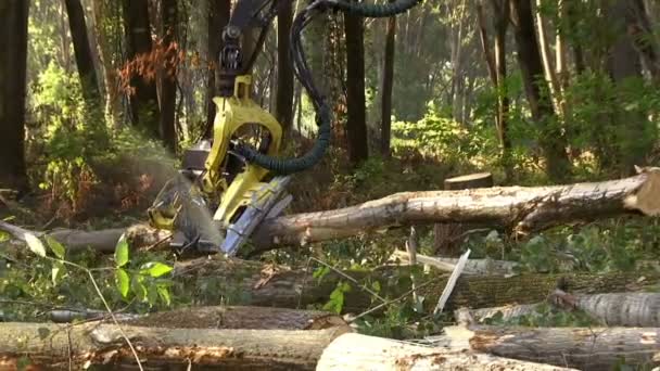 Abholzen Von Wäldern Mit Modernen Maschinen Brennholz Für Den Winter — Stockvideo