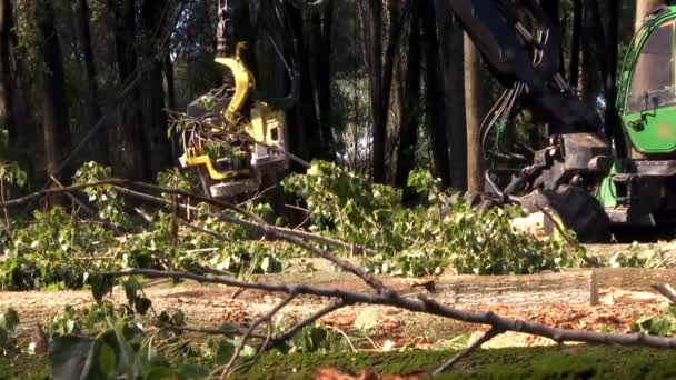 Abholzen Von Wäldern Mit Modernen Maschinen Brennholz Für Den Winter — Stockvideo