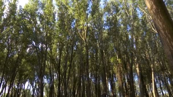 Falling Tree Κοπή Δασών Σύγχρονα Μηχανήματα Προετοιμασία Καυσόξυλων Για Χειμώνα — Αρχείο Βίντεο