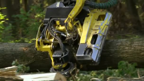 Erdők Kivágása Modern Gépekkel Tűzifa Készítése Télre Videoklip Eredeti Hanggal — Stock videók