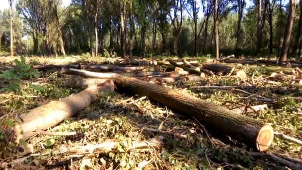 Erdők Kivágása Modern Gépekkel Tűzifa Készítése Télre Videoklip — Stock videók