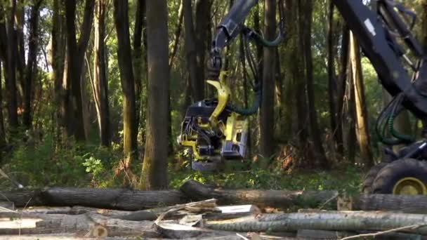 用现代机械砍伐森林 为冬天准备柴火 用原声录像剪贴 — 图库视频影像