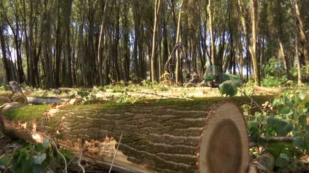 Abholzen Von Wäldern Mit Modernen Maschinen Brennholz Für Den Winter — Stockvideo