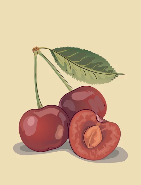 Vector illustration of cherry — Stock Vector