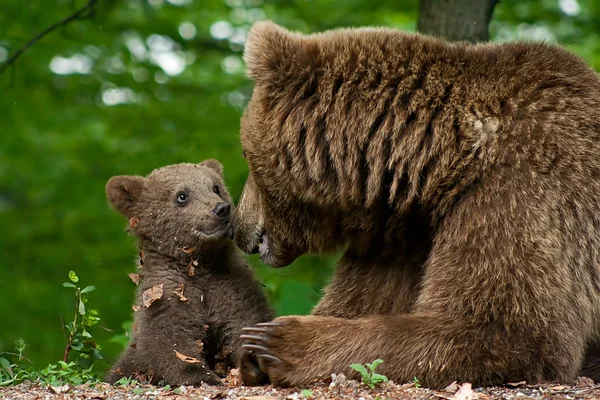 Niedźwiedź brunatny i cub — Zdjęcie stockowe