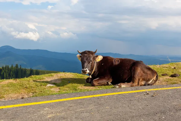 Vaca cerca de la carretera Fotos de stock