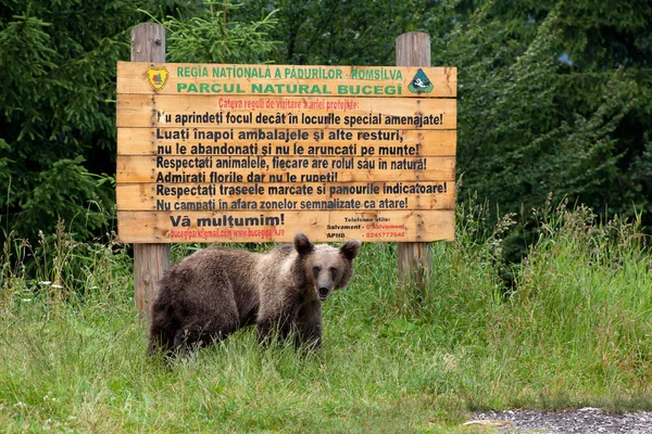 Ours sauvage devant un panneau en bois Photos De Stock Libres De Droits