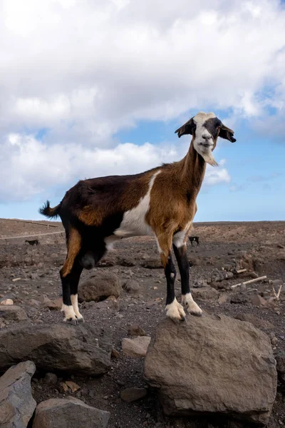 Cabra Olhando Para Câmera Paisagem Deserto Fuerteventura — Fotografia de Stock