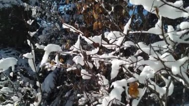 Banff Albert Canada scenes