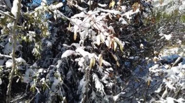 Banff Albert Canada scenes