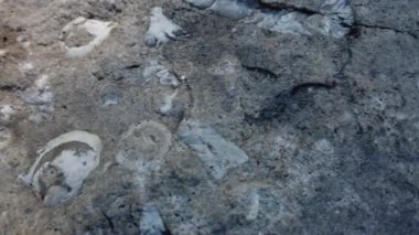 Fossils in a rock in Southern Ontario