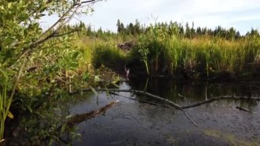 Boreal Forest Scene in Canada