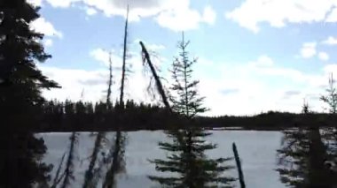 Boreal ormanı Kanada