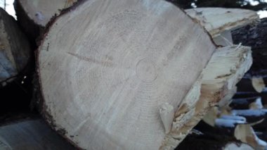 Logging in various areas in Canada