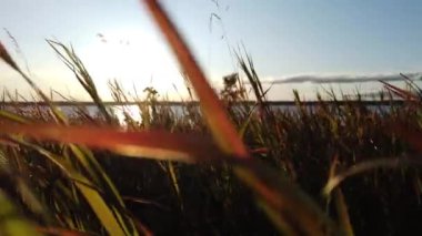 Canadian Prairies scene in the summer