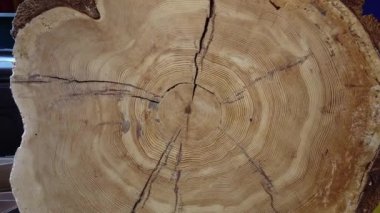 Logging across Canada in different seasons