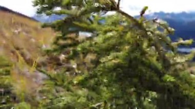 Jasper Alberta in the fall