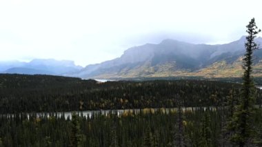 Boreal ormanı Kanada