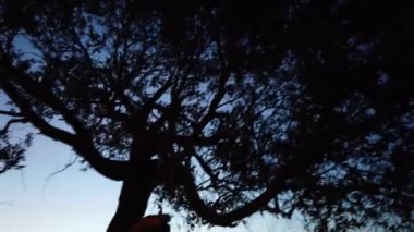 Canadian Prairies scene in the summer