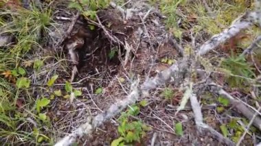 Logging across Canada in different seasons