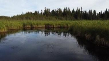 Boreal Forest Scene in Canada