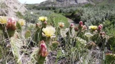 Canadian Badlands in the summer