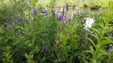 Calgary Alberta Canada in the summer