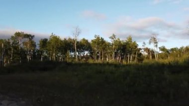 Boreal ormanı Kanada