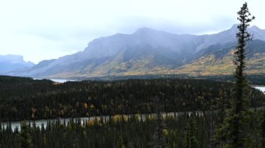 Boreal ormanı Kanada