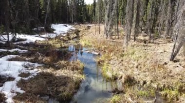 Boreal ormanı Kanada
