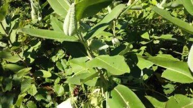 Milkweed in Southern Ontario