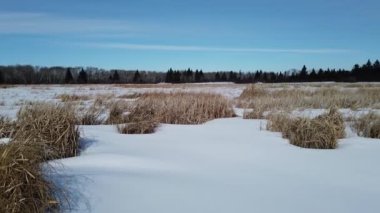 Boreal Forest Scene in Canada