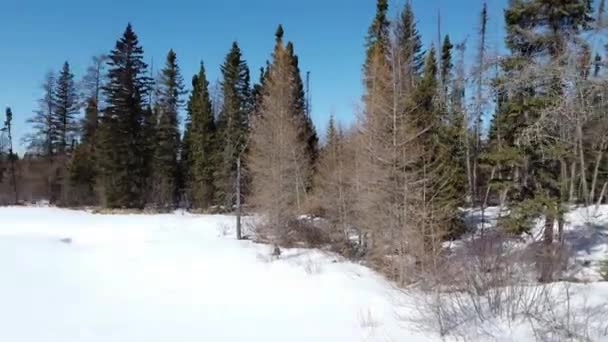 Boreal Forest Scene Canada — Stock video