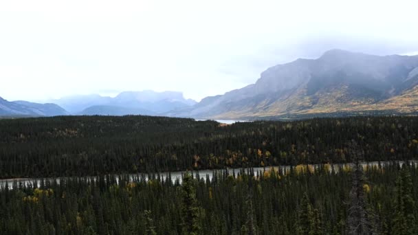 Boreal Forest Canada — Stock Video