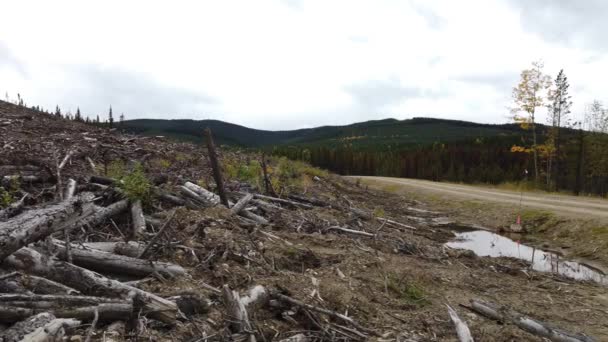 Logging Various Areas Canada — Stockvideo