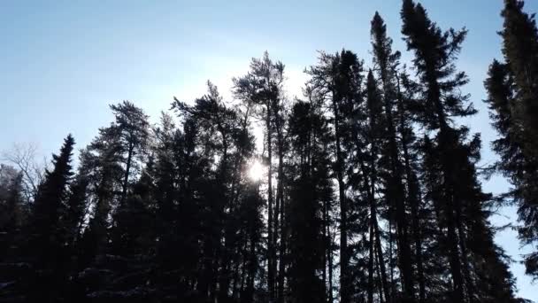 Boreal Forest Scene Canada — Vídeos de Stock