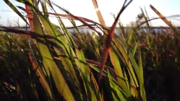 Canadian Prairies Scene Summer — Stock Video