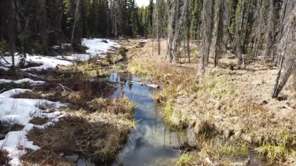 Floresta Boreal Canadá — Vídeo de Stock