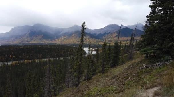 Boreal Лісу Канаді — стокове відео