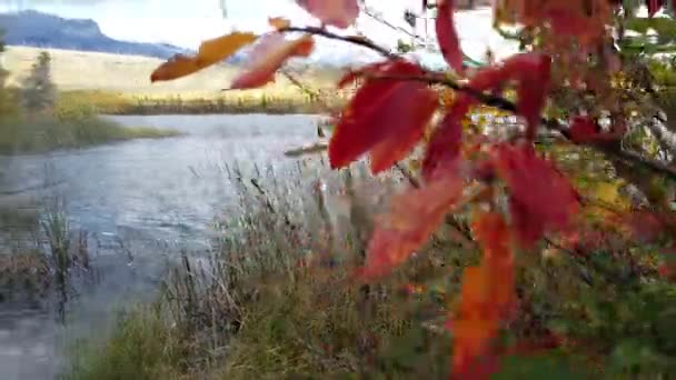 Jasper Alberta Autumn — Stock Video