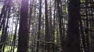 Boreal forest scenes in Canada