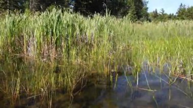 Boreal forest scenes in Canada
