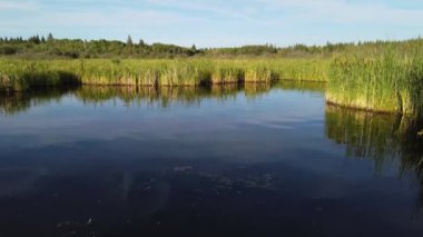 Boreal Forest Scene in Canada