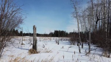 Boreal Forest Scene in Canada