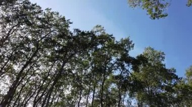 Boreal Forest Scene in Canada