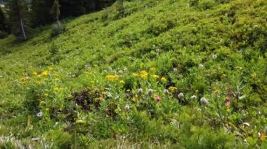 Yazın Kanada Kayalıkları